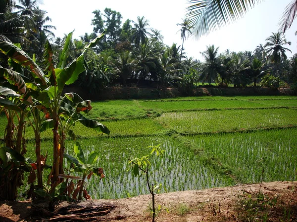 Agricoltura Agricoltura India Coltivazione Piante Produzione Alimentare — Foto Stock