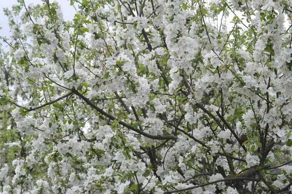 Apfelblüte Frühlingserwachen Obstbau Und Nahrungsmittelproduktion Der Landwirtschaft — Stockfoto