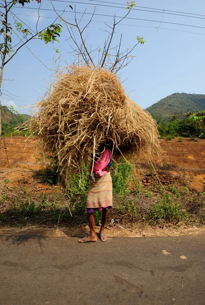 インドの農業と農業 植物栽培と食糧生産 — ストック写真