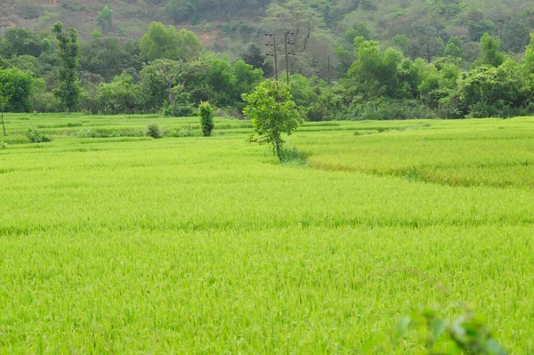 Rolnictwo Rolnictwo Indiach Uprawy Roślin Produkcja Żywności — Zdjęcie stockowe