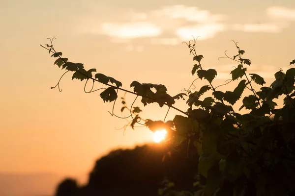 Este Horizont Napnyugtakor Nap Végén — Stock Fotó