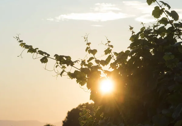 Avond Aan Horizon Zon Bij Zonsondergang Einde Van Dag — Stockfoto