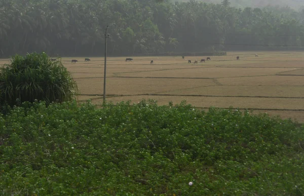 Agricoltura Agricoltura India Coltivazione Piante Produzione Alimentare — Foto Stock