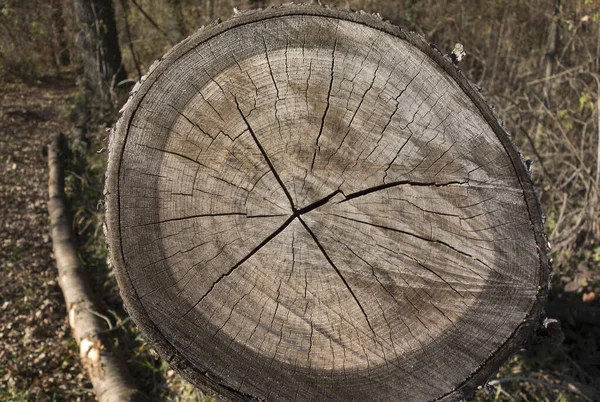 Annual growth rings or tree rings on a tree trunk
