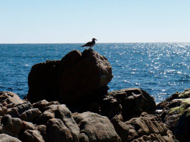 Martı ya da martı ciyaklamalarıyla tanınan bir deniz kuşu.