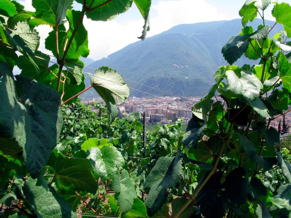 Viticultura Viticultura Bela Paisagem Montanhosa Sul Tirol — Fotografia de Stock