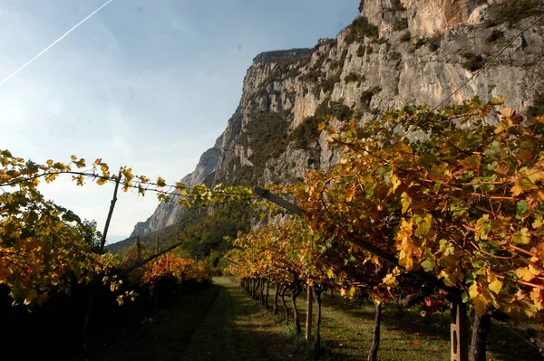 Viticultura Viticultura Bela Paisagem Montanhosa Sul Tirol — Fotografia de Stock