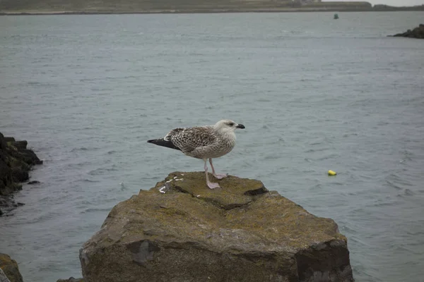 Glaucous Gull Seabird Migratory Which Moves Wintering — Stock Photo, Image