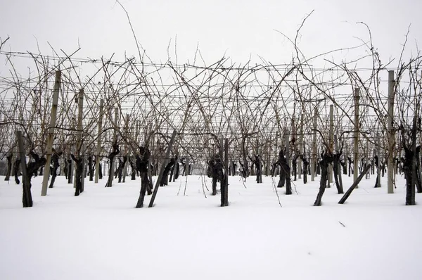 Снежные Виноградники Виноградниками Зимой Виноградарство — стоковое фото