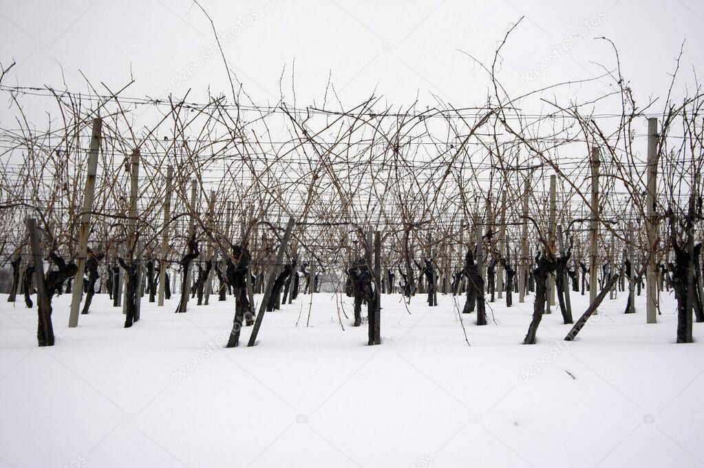 snowy vineyard with vines in winter, wine growing in viticulture