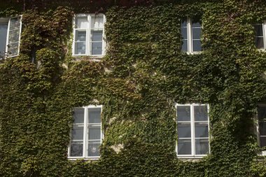 yeşil sarmaşık ya da hedera bitkisi, doğada daima yeşil bir bitki