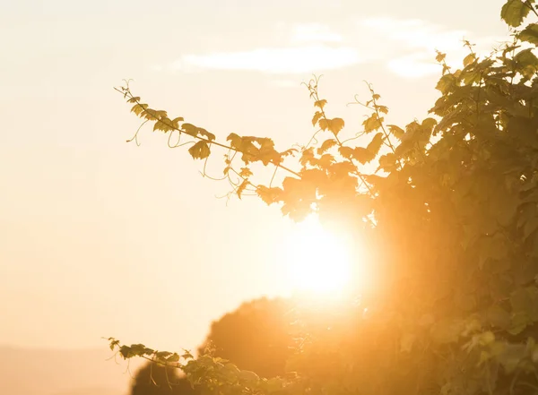 Avond Aan Horizon Zon Bij Zonsondergang Einde Van Dag — Stockfoto