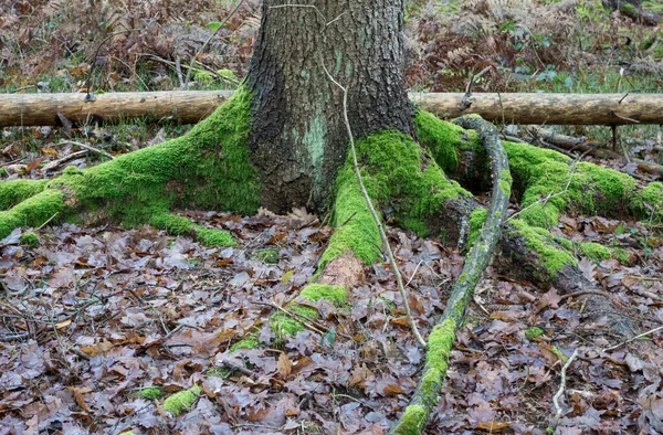 在树上生长的苔藓 自然界中生物体之间的共生关系 — 图库照片