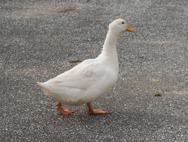 Free Range Geese Agricultural Husbandry Poultry Farming Country — Stock Photo, Image