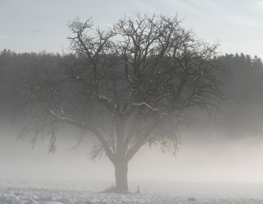 Ağaçlar ve beyaz karla kaplı bir kış manzarasında sis