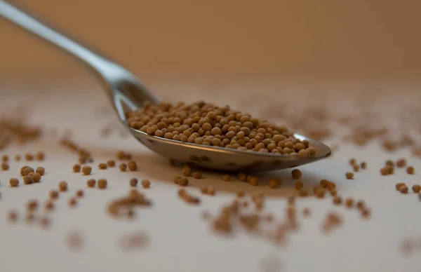 Mustard Seeds Kitchen Spice Used Cooking — Stock Photo, Image