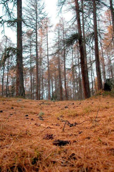 Vegetasi Alami Tanah Hutan Daun Dari Tanaman Dan Pohon — Stok Foto