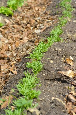 Bahçıvanlık ve baharda baharda, büyüyen bitkilerde ve doğanın uyanışında.