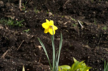 Bahçıvanlık ve baharda baharda, büyüyen bitkilerde ve doğanın uyanışında.