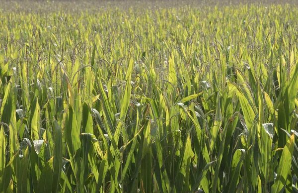 Ein Maisfeld Oder Maisfeld Landwirtschaftlichem Anbau Und Produktion — Stockfoto
