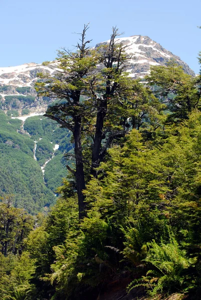 Góry Krajobraz Przyrodniczy Andach Patagonii Argentyna — Zdjęcie stockowe