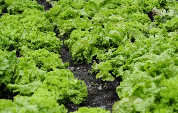 Culture Laitue Salade Dans Production Agricole Aliments — Photo