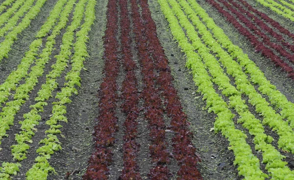 Culture Laitue Salade Dans Production Agricole Aliments — Photo