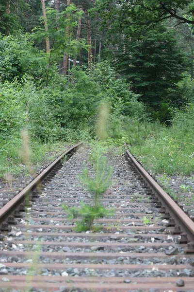 Lignes Ferroviaires Abandonnées Voies Ferrées Dans Les Transports Publics Trafic — Photo