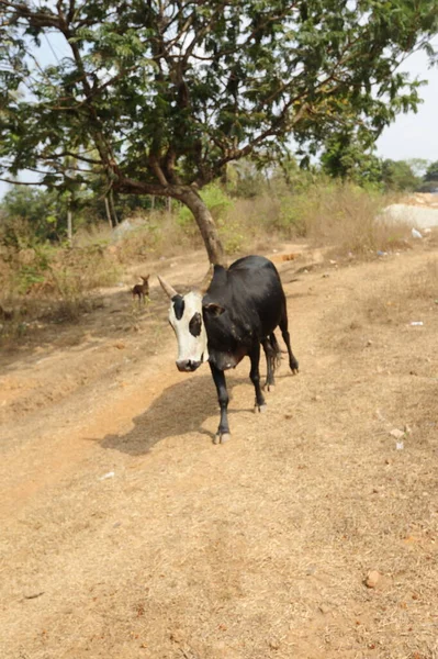 Cow Cattle Sacred Animal India — Stock Photo, Image