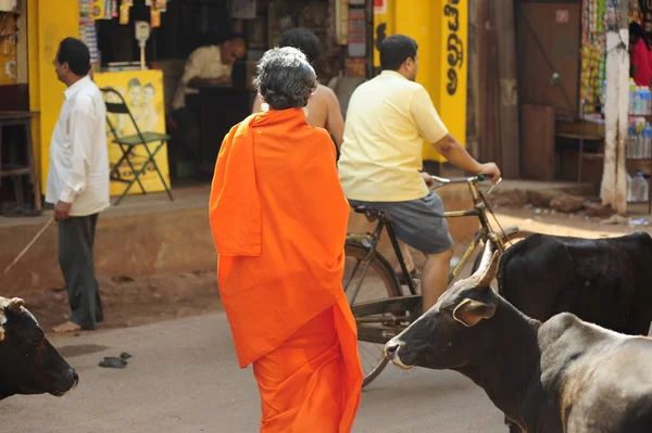 Une Vache Bétail Comme Animal Sacré Inde — Photo