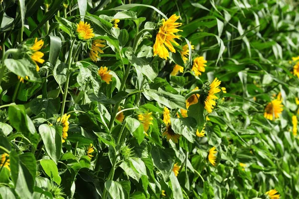 Żółte Pole Słonecznika Lub Rośliny Helianthus Zielonymi Liśćmi — Zdjęcie stockowe