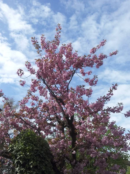 Vår Uppvaknande Xtvã Rlden Blomma Och Grodd Naturen — Stockfoto