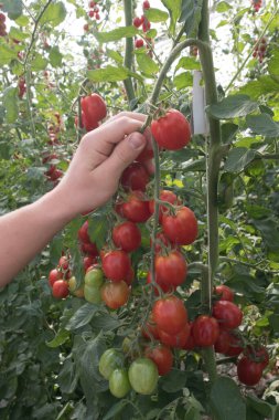Sarmaşıkta kırmızı ve olgun domatesler dengeli bir diyette sağlıklı sebzeler.