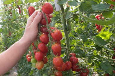 Sarmaşıkta kırmızı ve olgun domatesler dengeli bir diyette sağlıklı sebzeler.