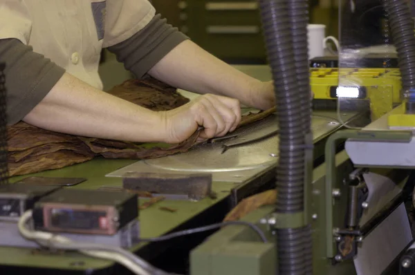 raw tobacco leaves are further processed in a tobacco factory