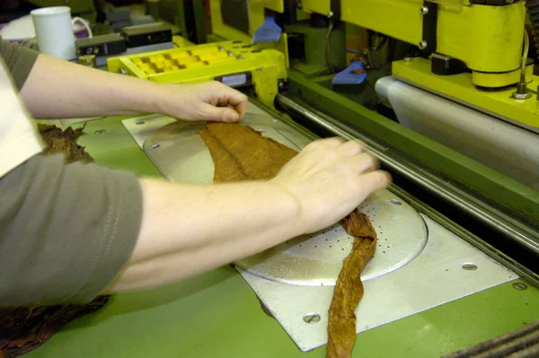 raw tobacco leaves are further processed in a tobacco factory