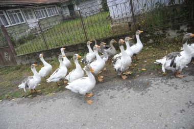 Çiftçilikte serbest tarım kazları, kırsalda kümes hayvanları.