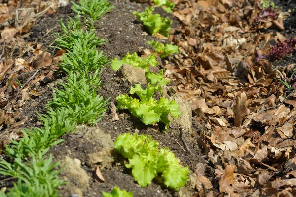 Printemps Dans Horticulture Jardinage Culture Des Plantes Éveil Nature — Photo