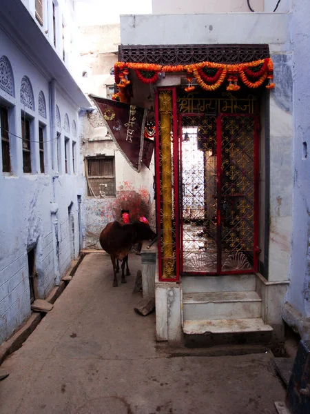Tehén Vagy Szarvasmarha Mint Szent Állat Indiában — Stock Fotó