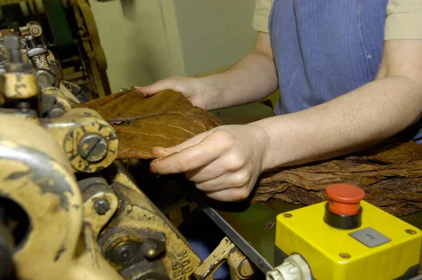 Rohtabakblätter Werden Einer Tabakfabrik Weiterverarbeitet — Stockfoto