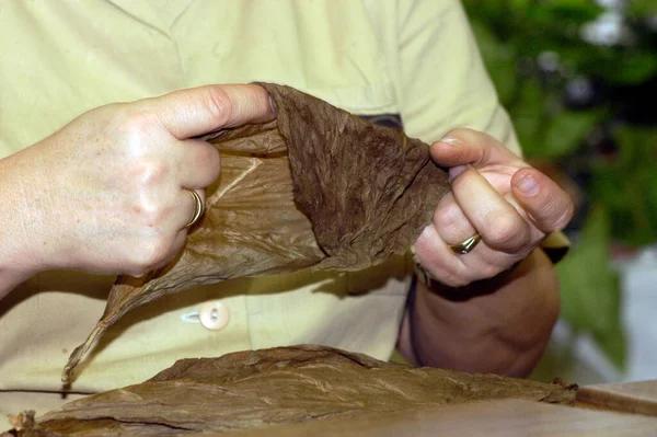 raw tobacco leaves are further processed in a tobacco factory