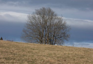 Çorak bir kış manzarasında yaprakları olmayan çıplak bir ağaç.