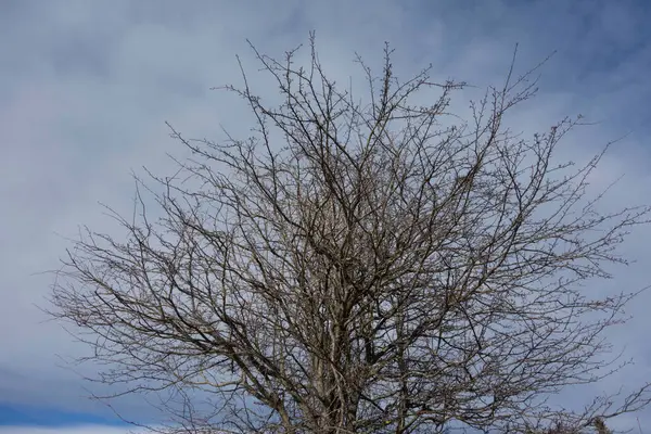 Γυμνό Δέντρο Χωρίς Φύλλα Ένα Άγονο Χειμερινό Τοπίο — Φωτογραφία Αρχείου