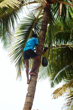 Endüstriyel üretim için kullanılan palmiye ağaçları.