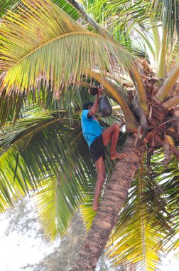 Endüstriyel üretim için kullanılan palmiye ağaçları.