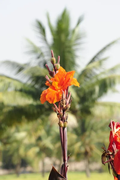 Palmen Als Symbol Für Die Tropen Und Den Urlaub — Stockfoto