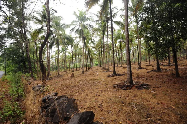 Palmeras Una Plantación Aceite Palma Utilizadas Para Producción Industrial —  Fotos de Stock