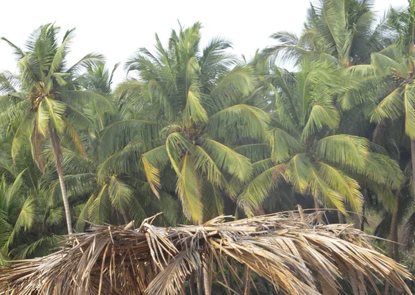 Les Palmiers Comme Symbole Des Tropiques Des Vacances — Photo