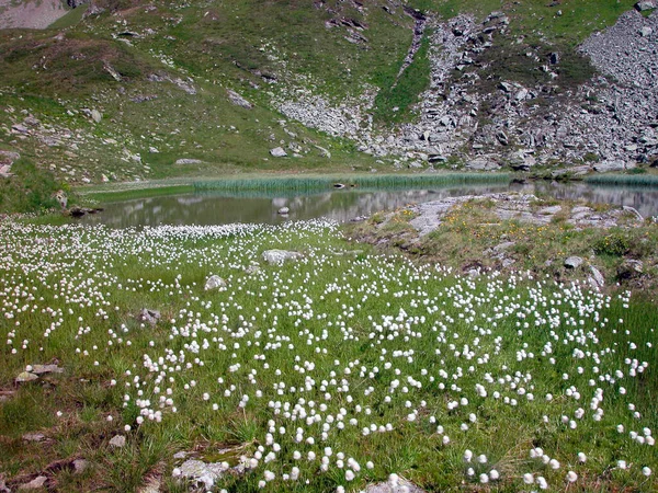 Fjällsjö Alperna Ren Natur Och Landskap — Stockfoto