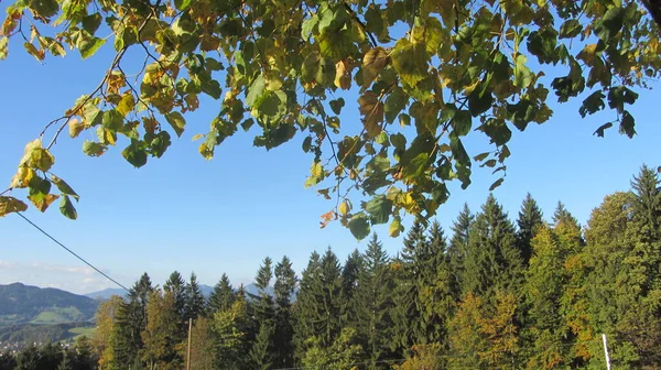 Mírný Široký Smíšený Les Jehličnany Listnatými Stromy — Stock fotografie
